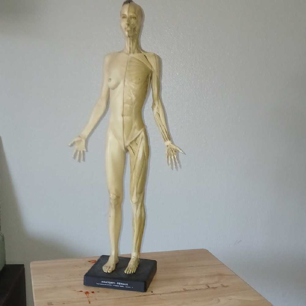 Female 1:3 Flesh /Anatomy v1A - flesh & superficial muscle